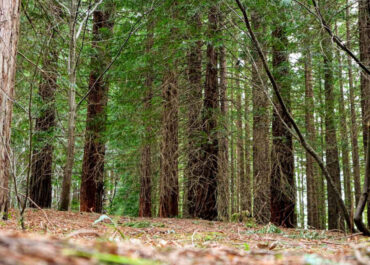 El Bosque de Secuoyas de Cabezón de la Sal: un paseo entre gigantes